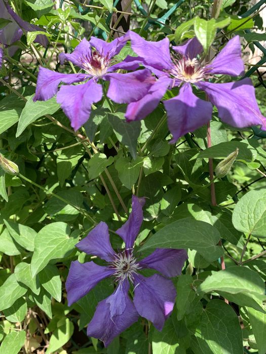 Цветы садовые разные многолетнии