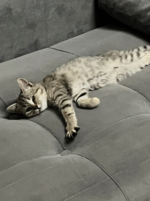 Отдам котёнка в добрые руки!