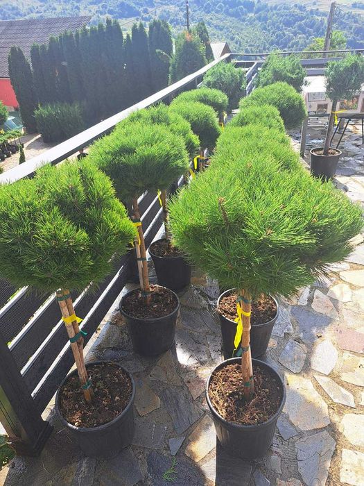 Tuia globular, leylandi, spirală, catalpa, brazi