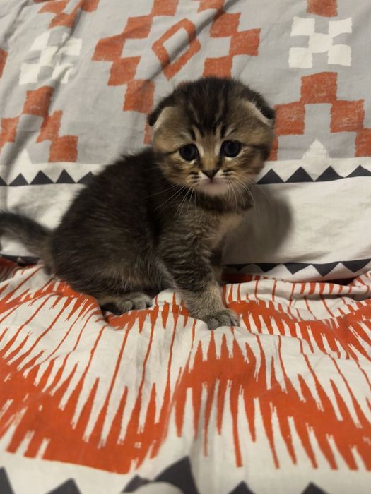 Pisica Scottish Fold