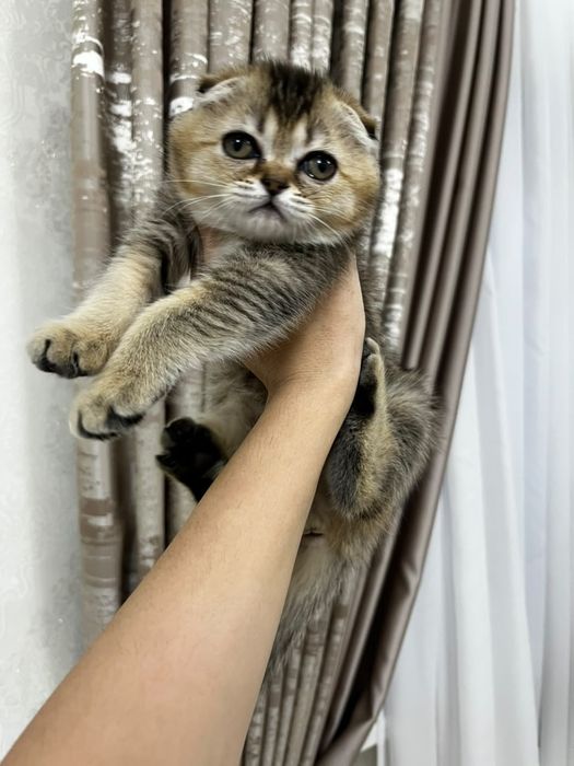 Кошка шотландский вислоухая