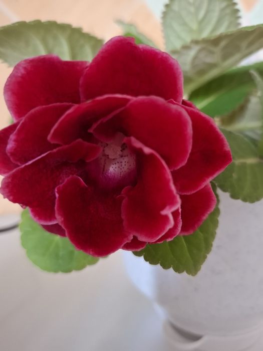 Домашний  цветок глоксиния