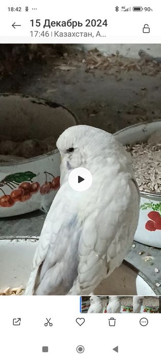 Самец ВВП Чех, возраст семь месяцев