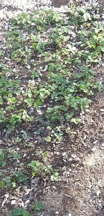 Клубника рассада