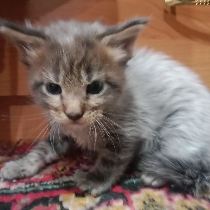 Продаются котята