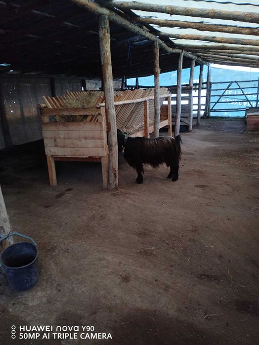 Хранилка за овце и кози ! + коза !