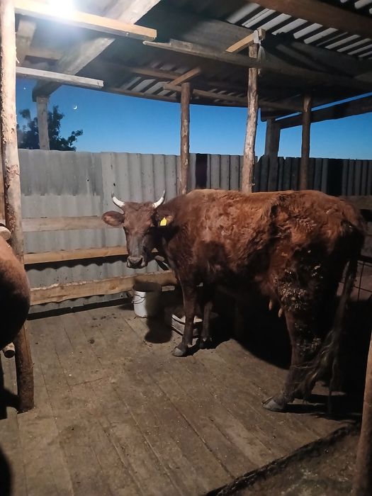 Продам корову  красную