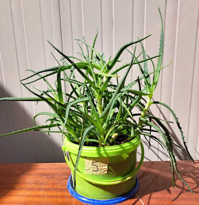 Продавам растение Алое (Aloe Аrborescens) в саксия