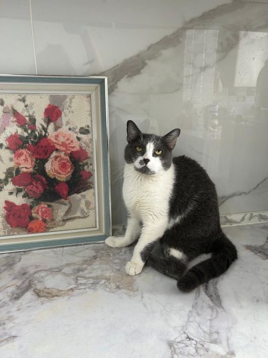 Кошечки в добрые руки!