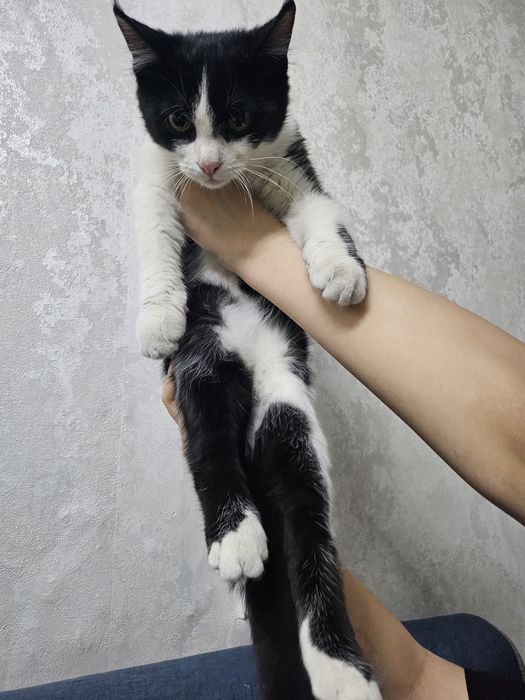 2 котёнка по 3 месяца