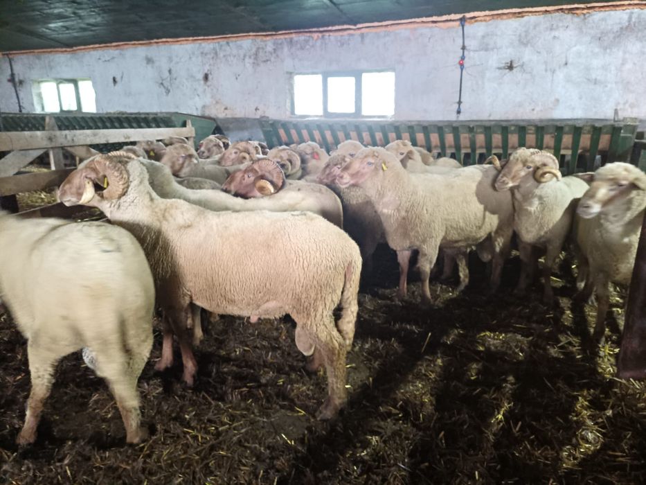 Berbeci de vânzare – sănătoși, genetică bună, potriviți pentru reprodu