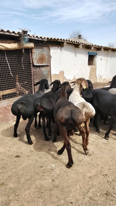 Продам кисарски токты кошкар