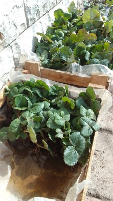 Рассада ремонтантной клубники