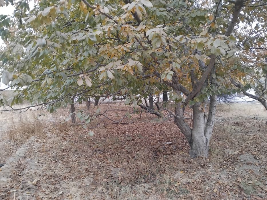 Срочно ер сотилади !