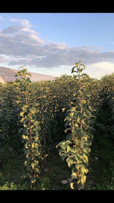 Pomi fructiferi și arbuști