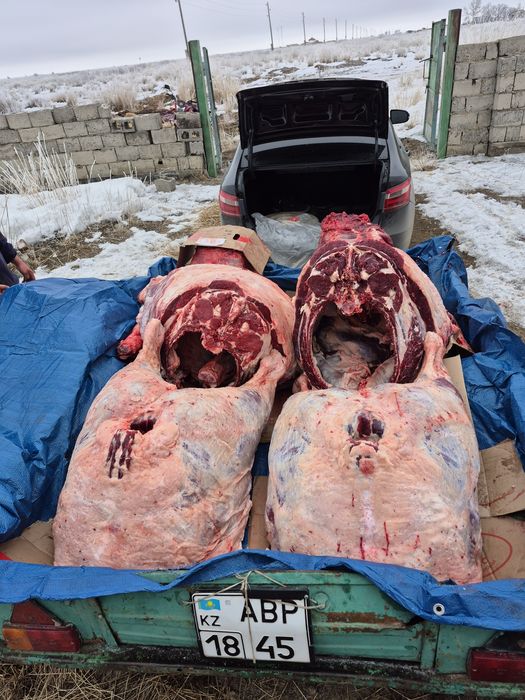 Ет сатылады откорм