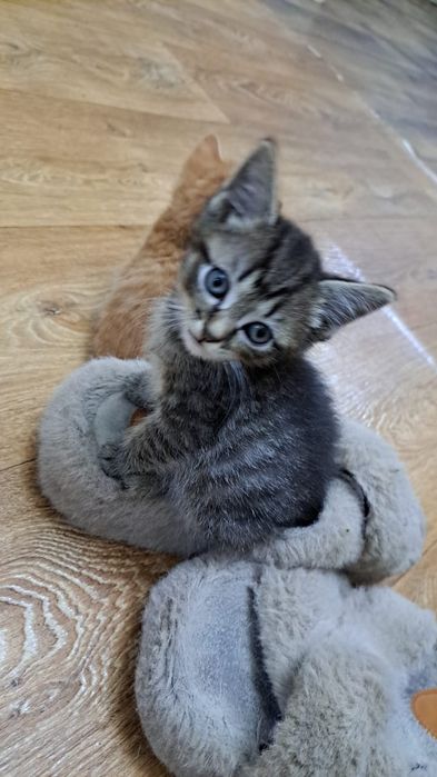 Отдам котят бесплатно