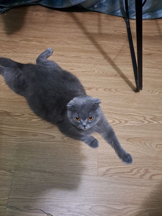 Красивые котята в добрые руки