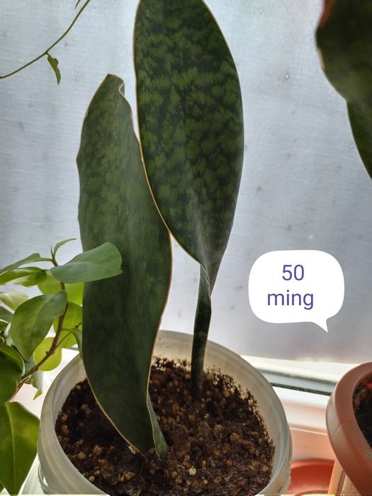 Hona gullari sotiladi