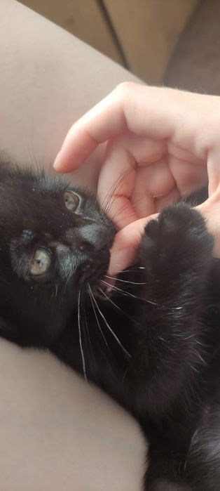 Котенок мальчик.