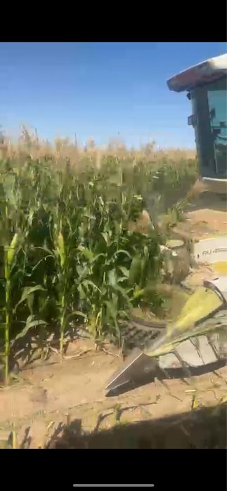 Силос кукурузный, кормовой силос