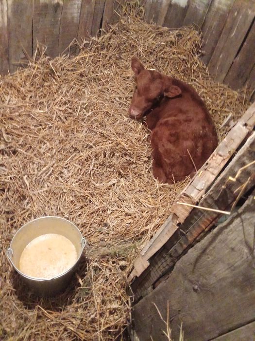 Продам теленка бычек