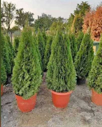 Tuia,lilandi,tei,mesteacăn,pawlonia,arțar,potinia,laur englezesc