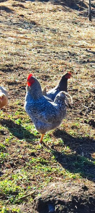 Продавам петли-свободно отглеждани