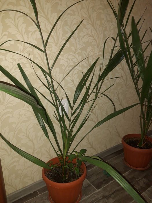 Финиковое дерево. Финиковый куст.