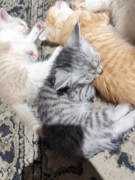 Котята бесплатно