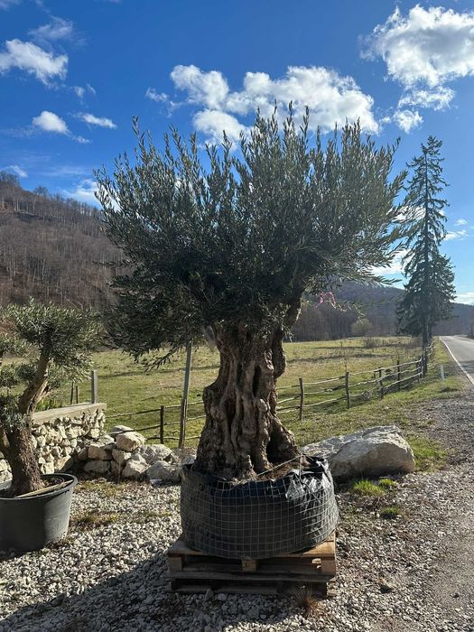 Măslini rezistenți la frig