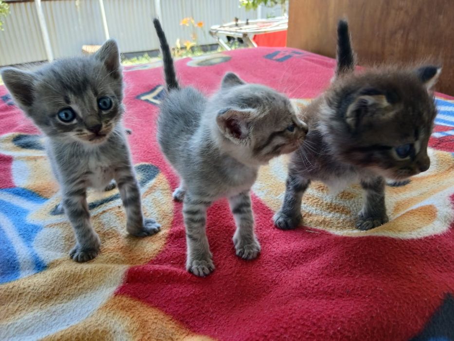 Отдам котят в хороший руки