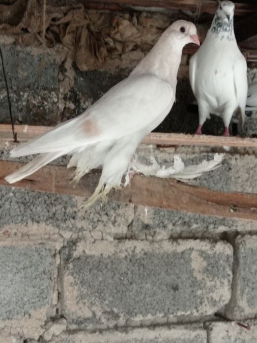 Продаётся молодой голубь