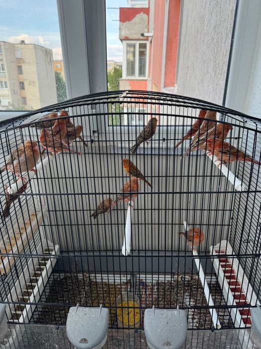 Canari de vanzare