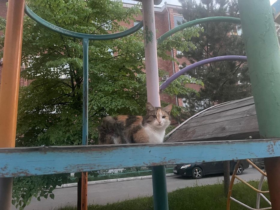 Отдам кошку в добрые руки!!!