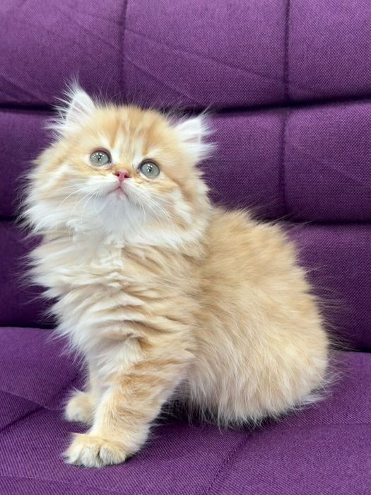 Fetita British Longhair