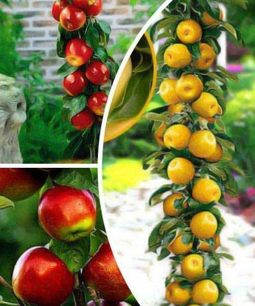 Pomi Fructiferi Columnari  soiri de meri