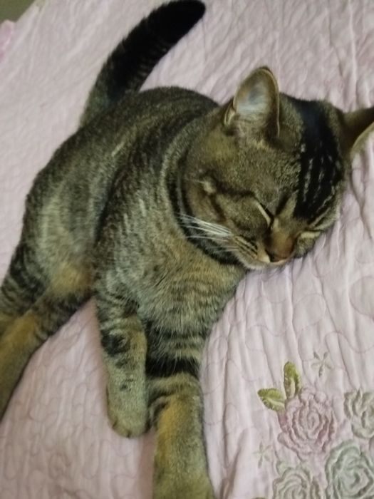 Шиншила залатой сотилади