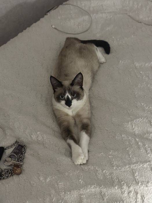 Отдаю кошку стелиризована