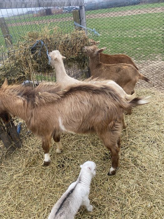 Capre gesstante , varsta 1 an