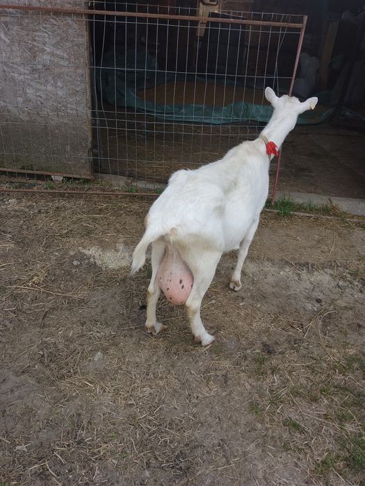Vând doua capre rasa Sannen