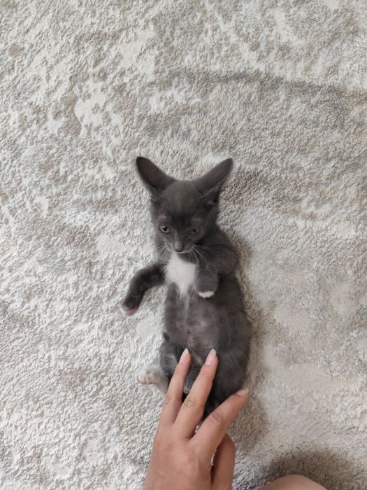 Котенок девочка от крысоловки