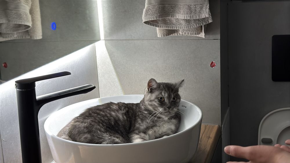 Кошка с необычным окрасом