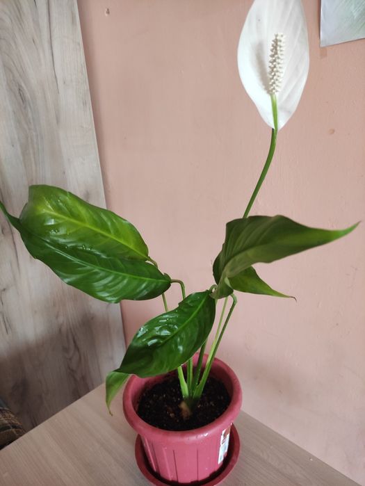 Женское счастье продам