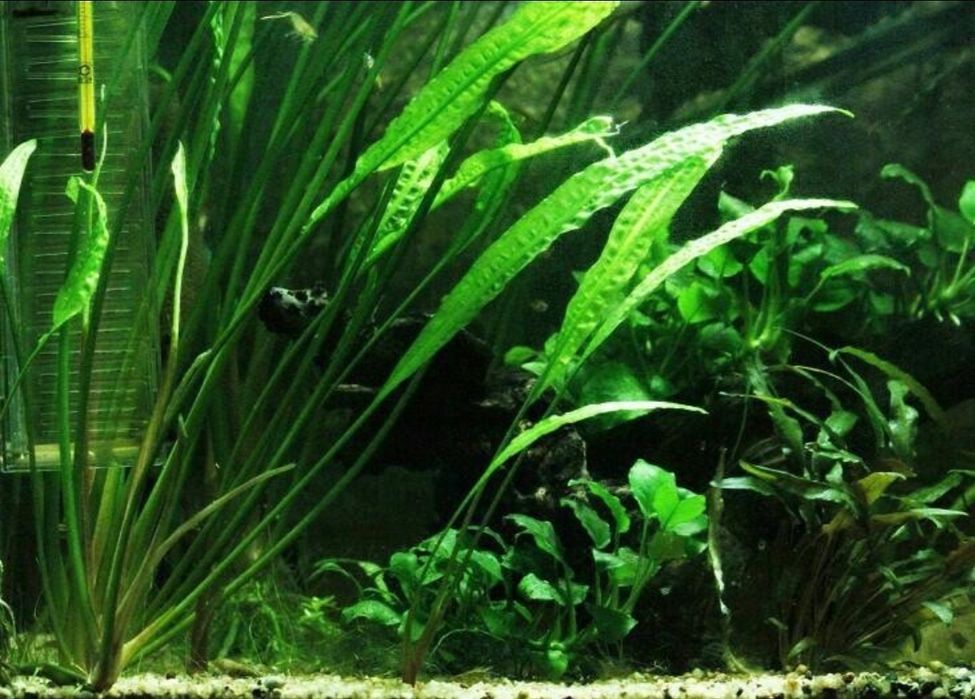 Акаариумные растение в Зоомагазине Кеша