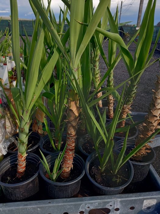 Yucca ieftina ..