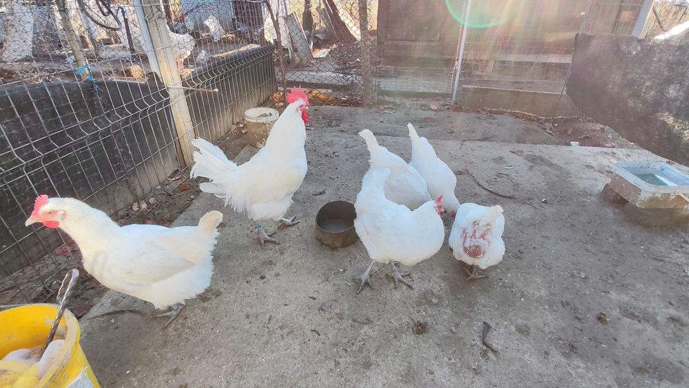 Familie La Bresse si cocoși