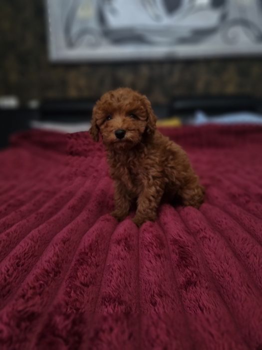 Pudel fetita Red ciocolatie