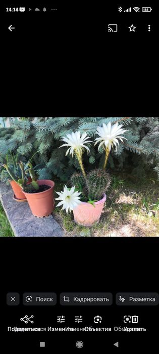 Цветы кактусы цветущие