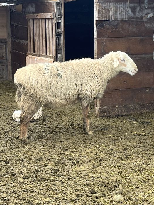 Саулык токты кой